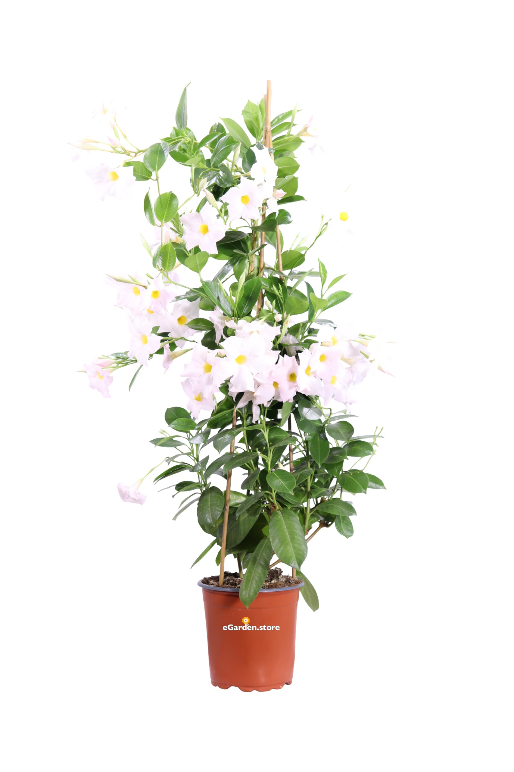 Pianta di Dipladenia pianta rampicante di Dipladenia pianta da esterno pianta ornamentale pianta vera di Dipladenia venduta da eGarden.store (Vaso 17 cm - Bianco)