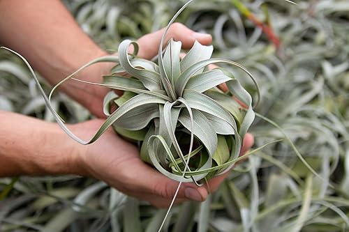 Miniatura 9 de Plantas de aire Xerographica grandes de 5 a 7 pulgadas de ancho plantas de aire vivas Tillandsia para plantas de interior disponibles en plantas de