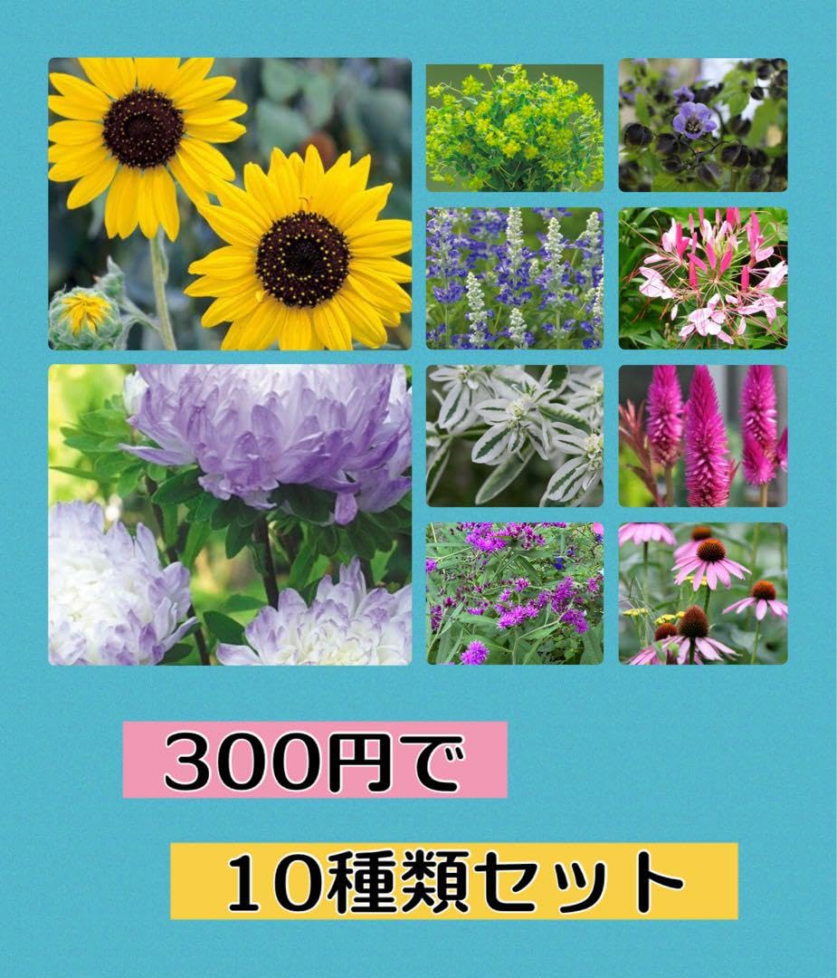 花種 　選べる お好み 3種セット 楽天市場】☆超特価☆選べる下草セットDX プレミアム20ポット