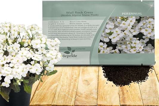 Outsidepride Snow Peak Arabis Rock Cress Seeds, 5000 Pcs Perennial Ground Cover Seeds, Compact & Low Growing Ground Cover