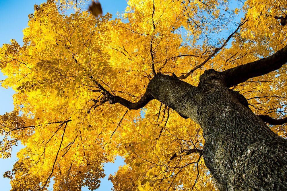 Gingko Live Tree Seedlings | No Ship to California | Ginko Trees (2 Seedlings)