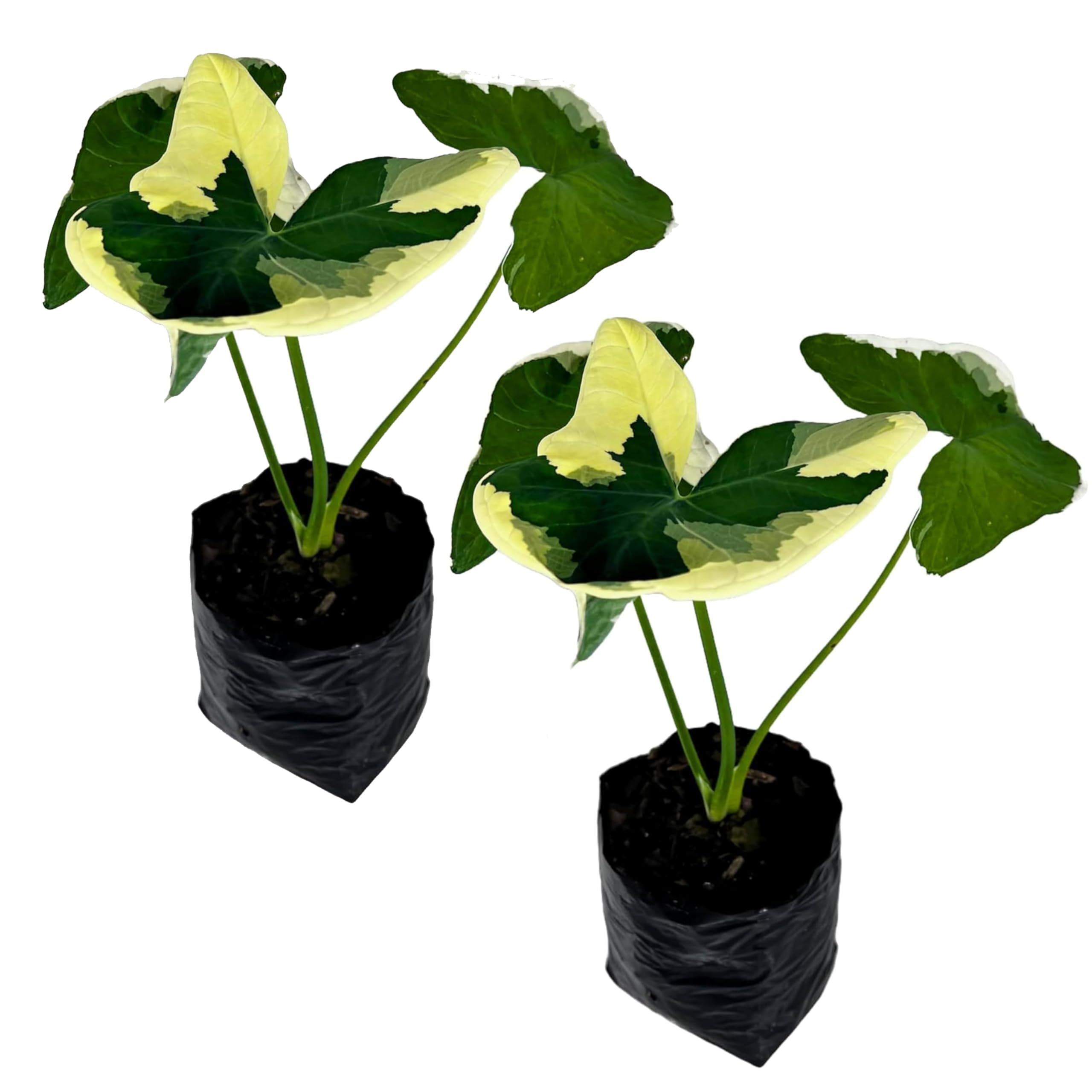 LEAL PLANTS ECUADOR Alocasia Variegated Mickey Mouse (Pack of 2)
