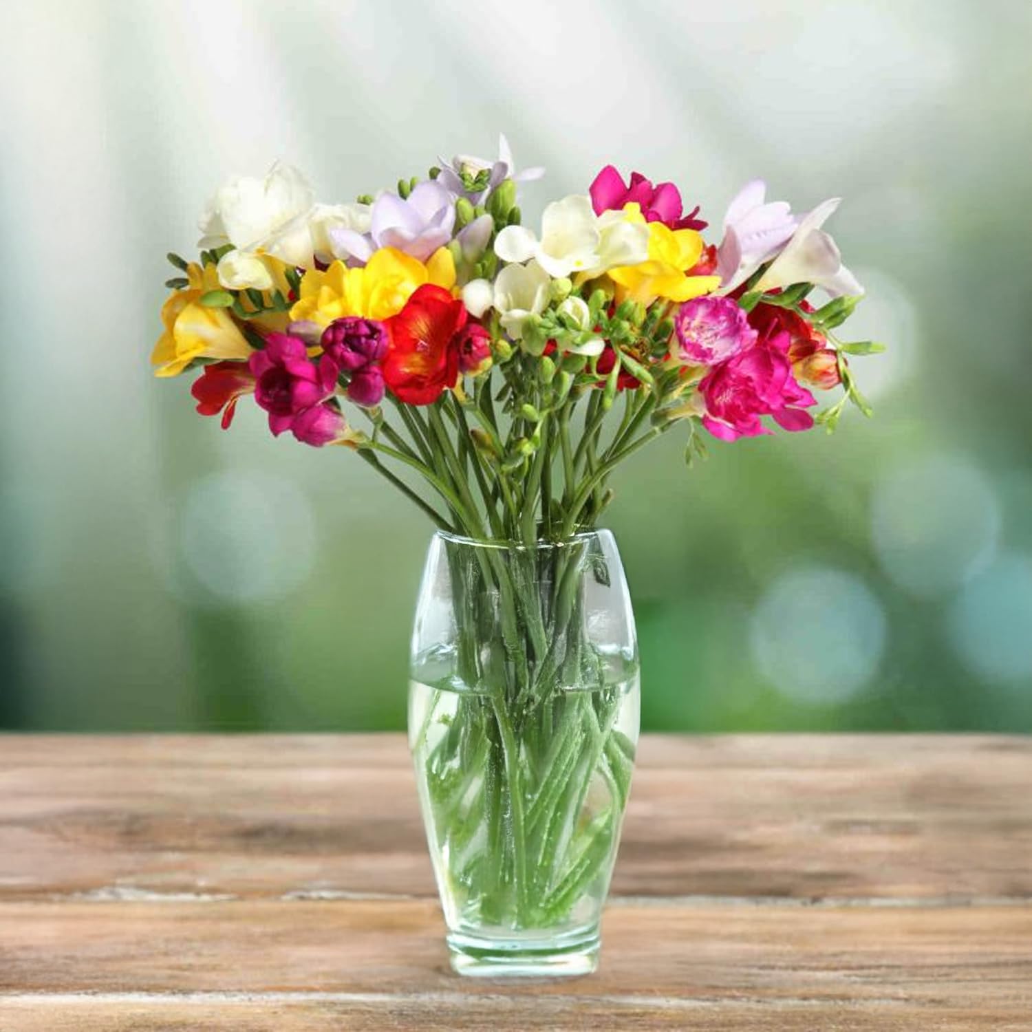 10 Bulbes De Freesia Double BLEU - Circonférence 6/8 Cm - Floraison Parfumée Garantie - Producteurs NL