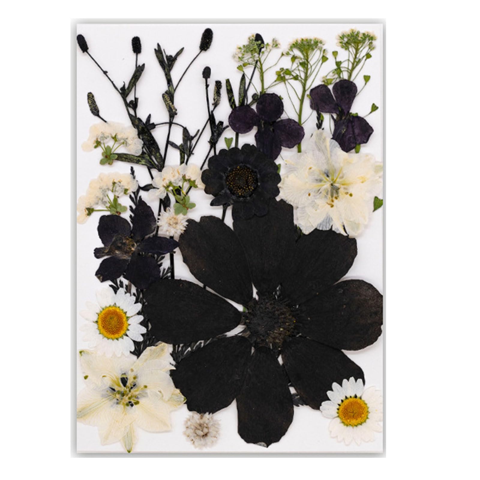 Tfaoys Type D Black Embossed Book Reading Features Real Specimens Dry Flower For Nature Lover And Book Enthusiasts Reading