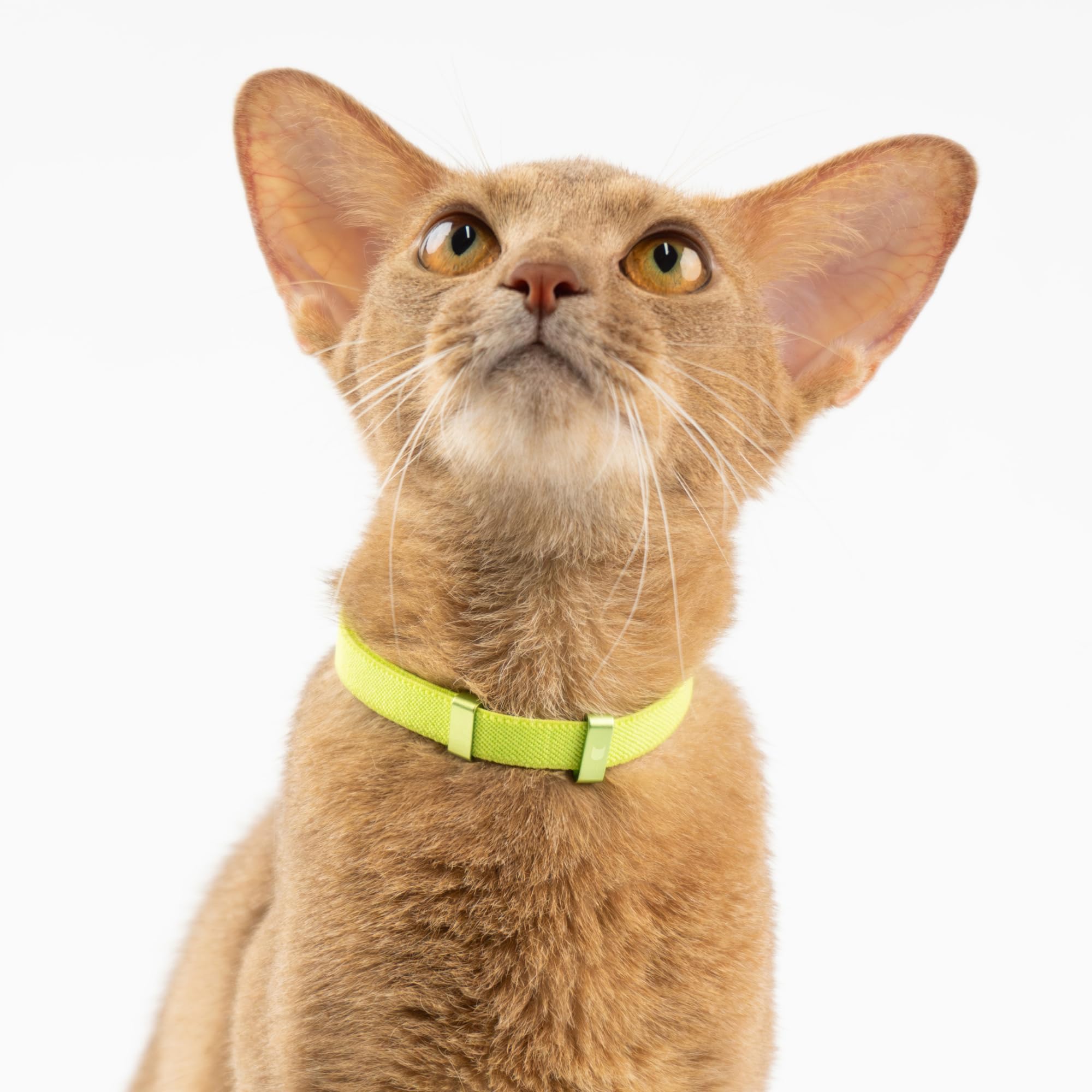 Collar de gato antiasfixia, collar elástico para mascotas, collar delgado y transpirable, longitud 5.9-11.8 pulgadas, 10 colores (dorado)