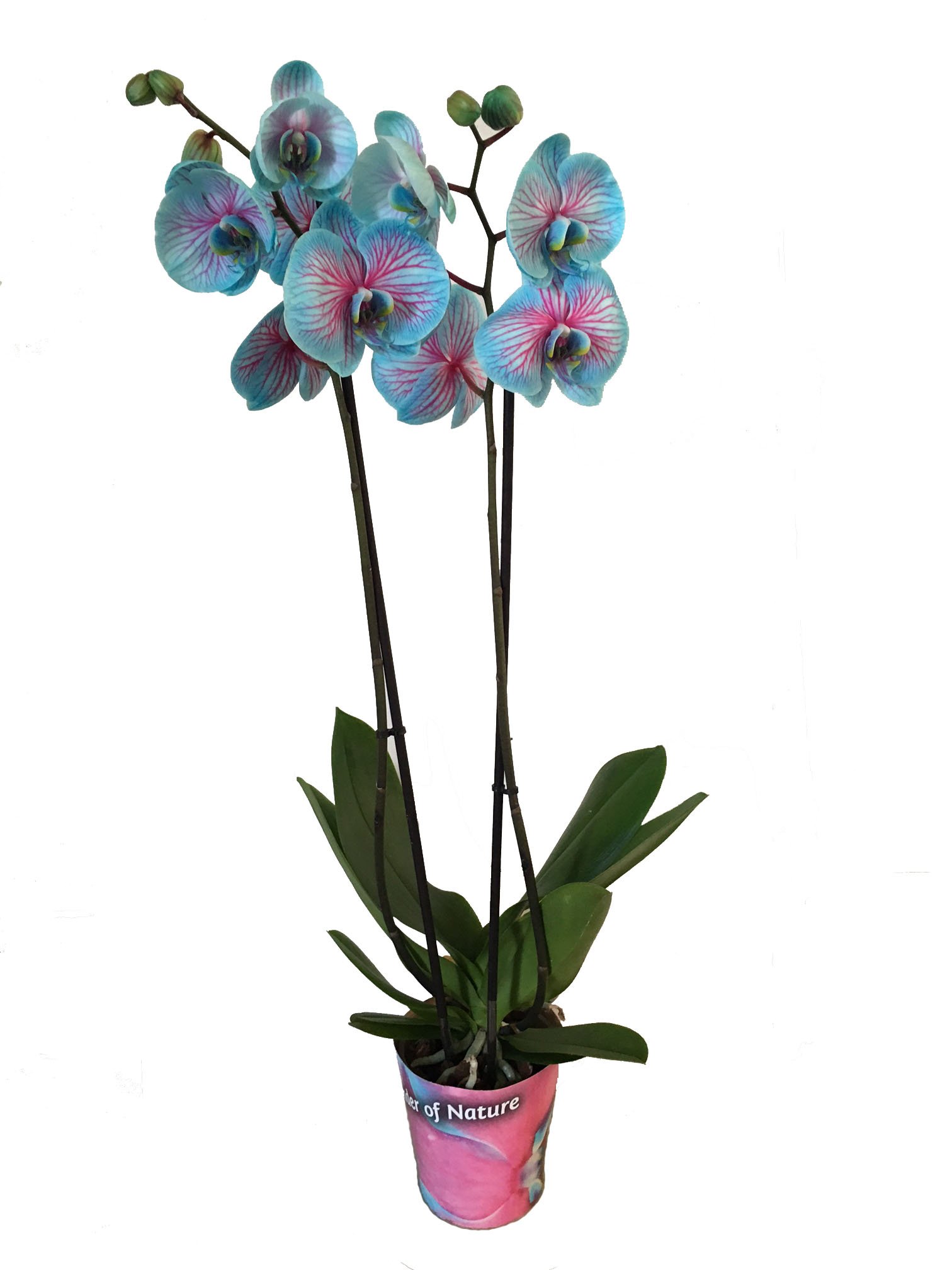 Orquídea Planta - Orquidea Azul - Phalaenopsis - Maceta 12cm. - Altura aprox. 60cm. - Planta viva - (Envíos sólo a Península)