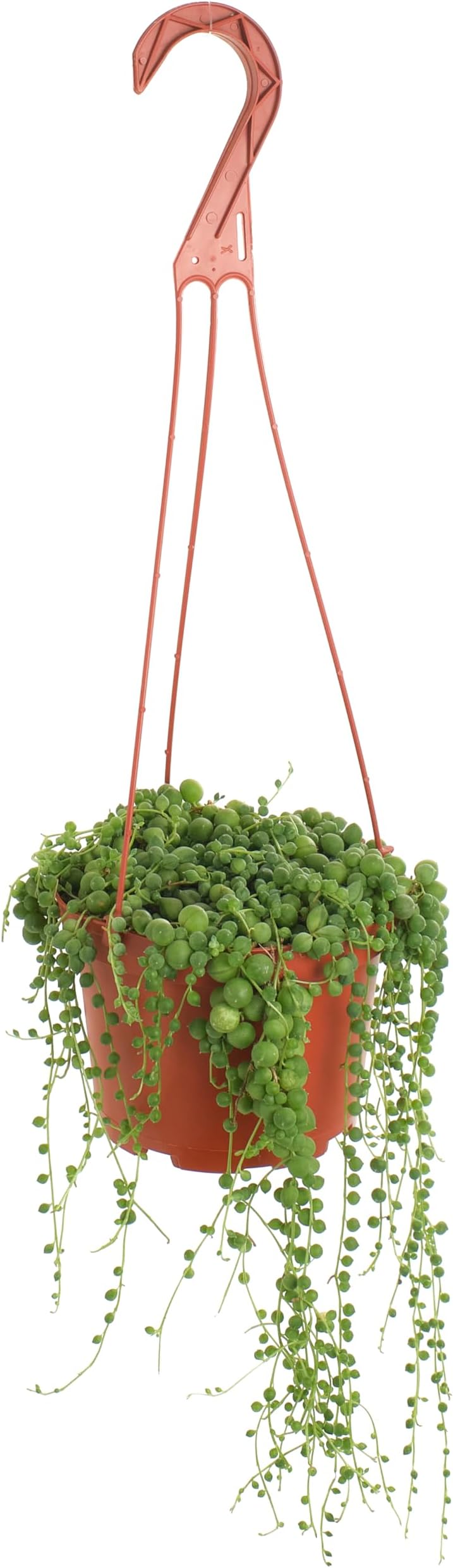 - Shop Succulents 6" String of Pearls Hanging Succulent Live Plant, Versatile for Hanging Baskets, Vertical Gardens, Indoor & Outdoor Decor, Low-Maintenance Indoor Plant