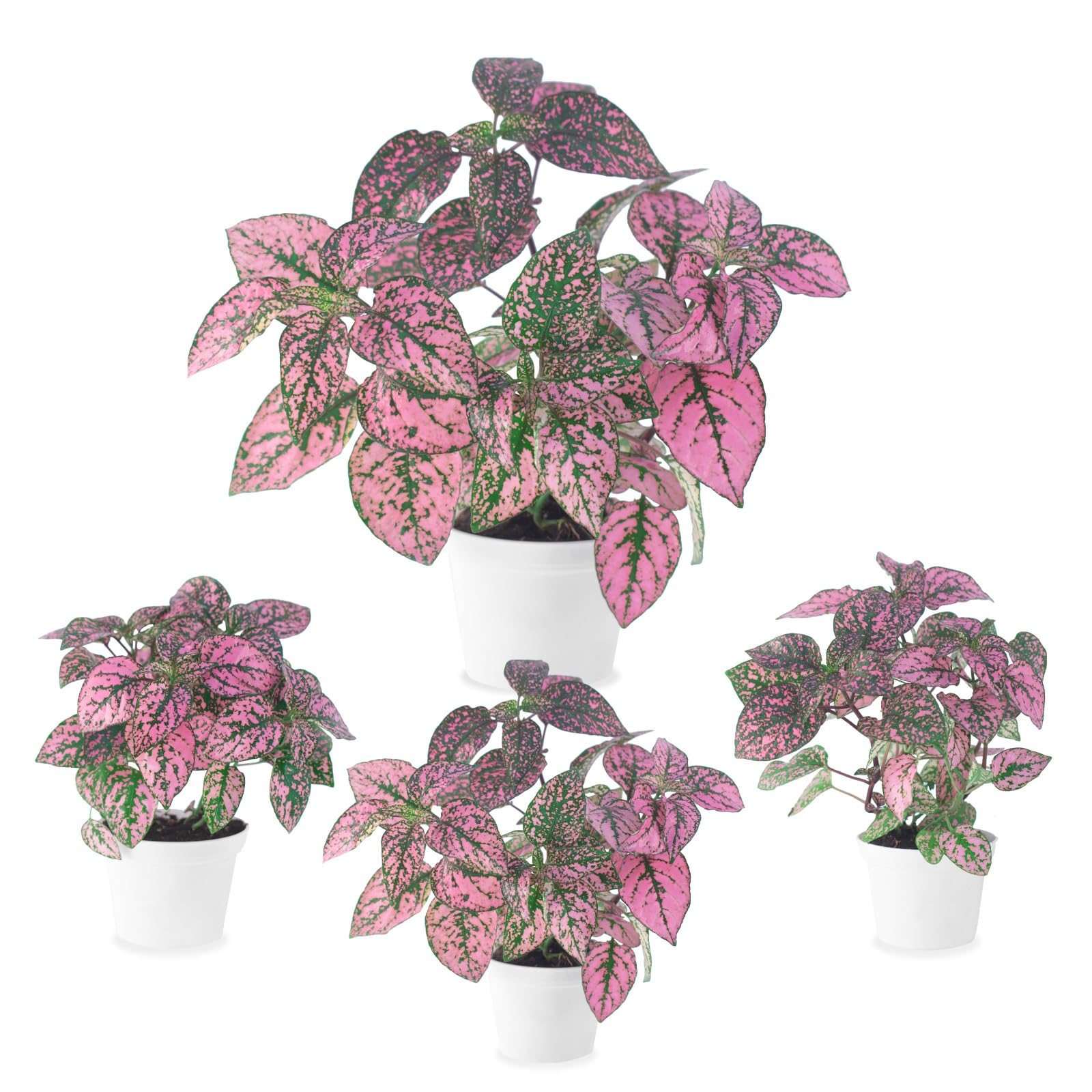 plant might Sensitive Plant For Sale – Logee's Plants main image 0