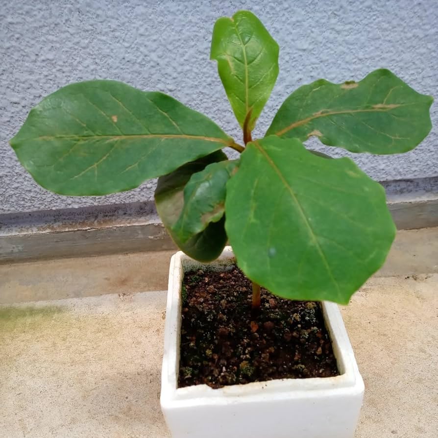 モモタマナ　沖縄県産　無農薬花が咲きました5年育成　屋内様に改良 Amazon.co.jp: モモタマナ90日育成1株 屋内様に改良した苗 土
