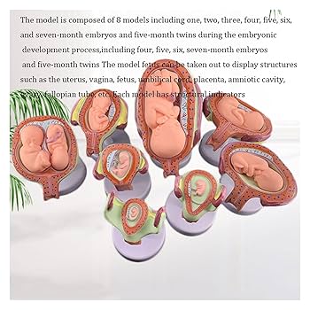 PNATOMY 胎児模型 約15cm PNATOMY 胎児模型 約15cm