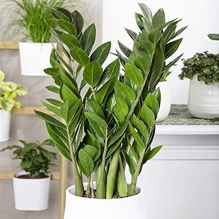 Garden Rare 100pcs houseplant Zamioculcas zamiifolia Fern Arum Seeds Easy to Grow, Exotic Flower Seeds Hardy Perennial Garden