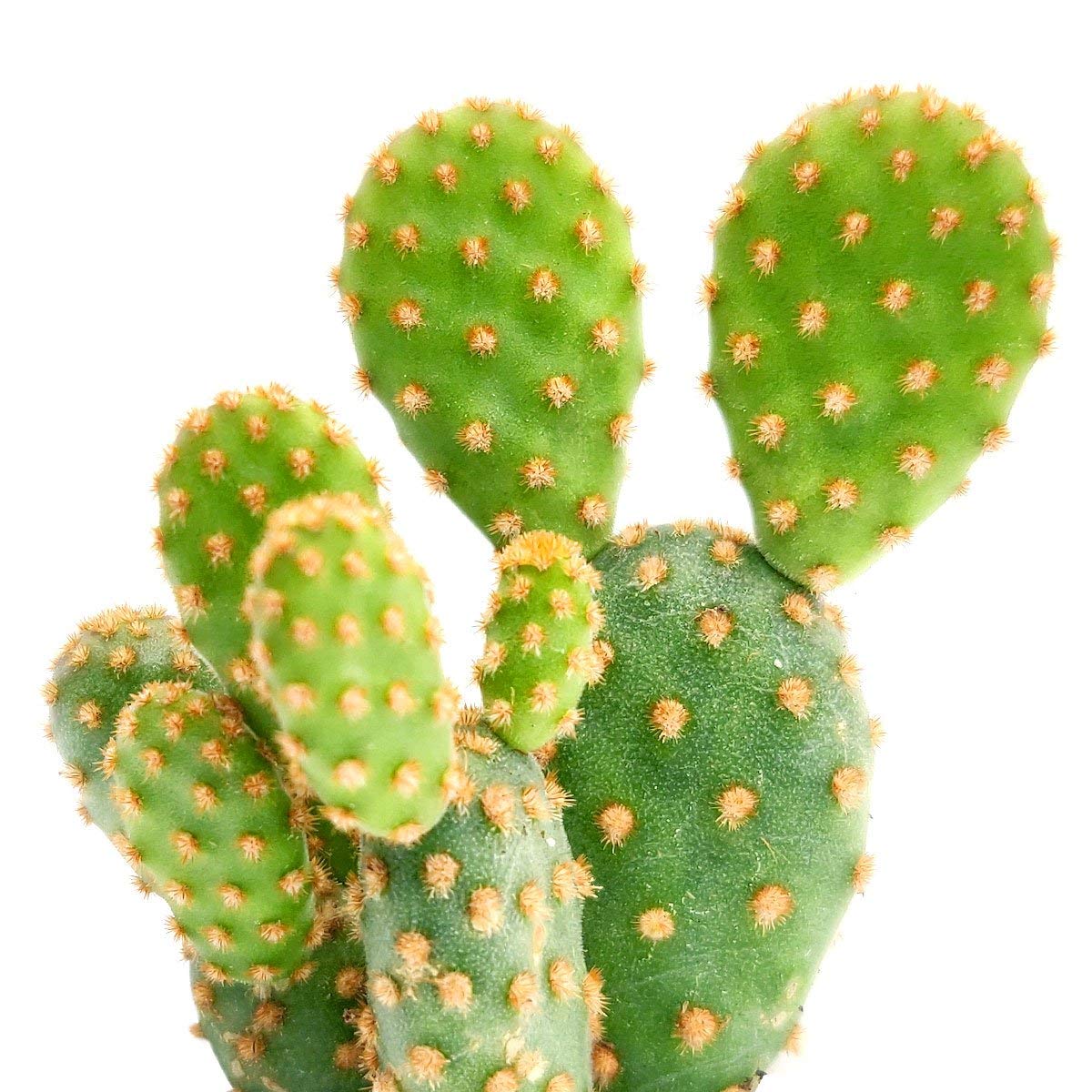Opuntia Rufida Minima Cinnamon Cactus (4 inch)