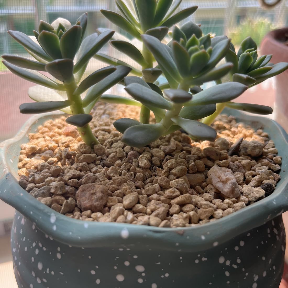YISZM Sukulenty i kaktus Maifanitum kamienie akcesoria ogrodowe, pumeks do roślin domowych, bonsai, bajkowe ogrodnictwo, wypełniacze wazonów, terrarium, 4,5 kg