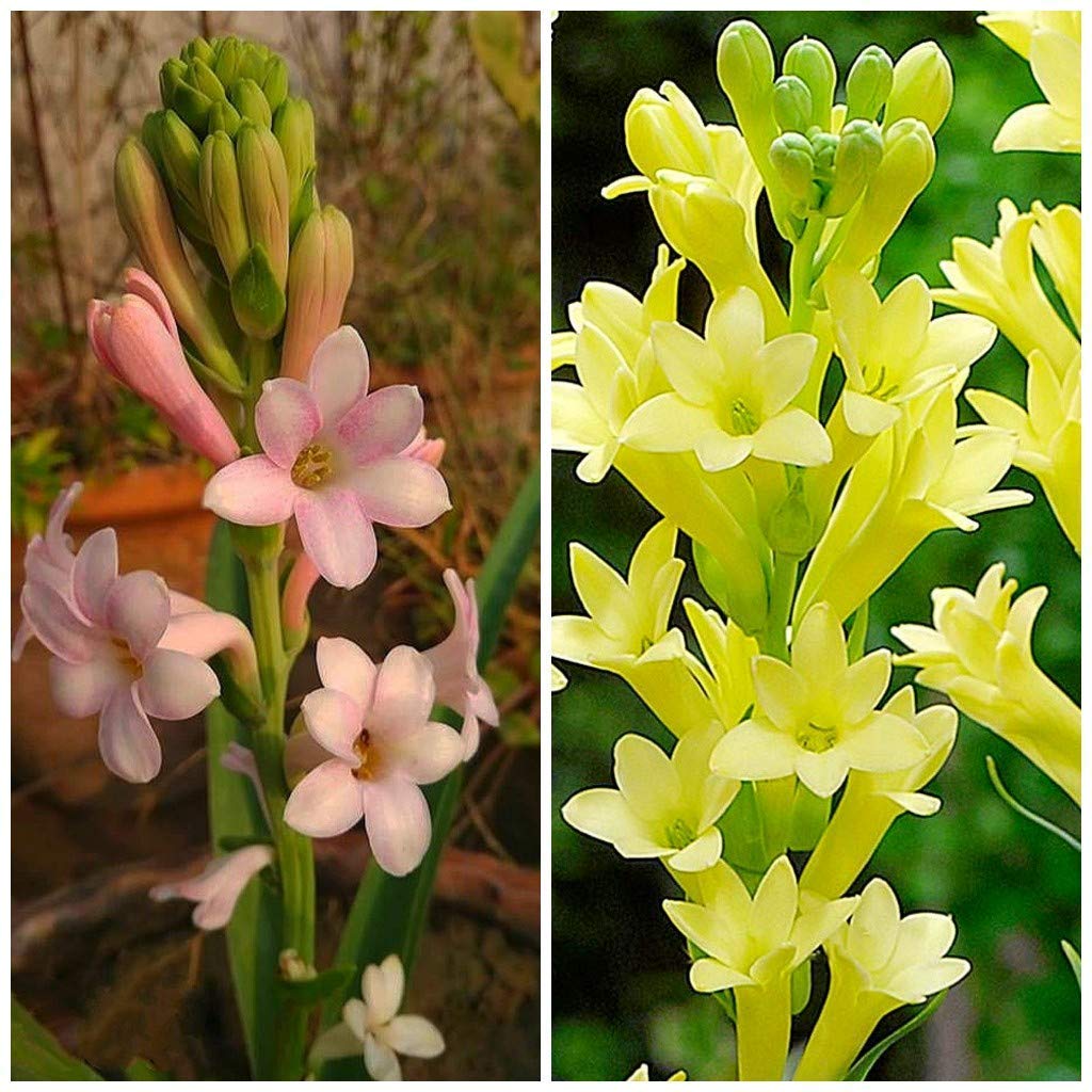 Greenursery Tuberose/Rajnigandha Indoor Plant For Home and Garden with Pot (Pack of 2) (Pink & Yellow) (B0D3BBV9VJ) Amazon Price History, Amazon Price Tracker