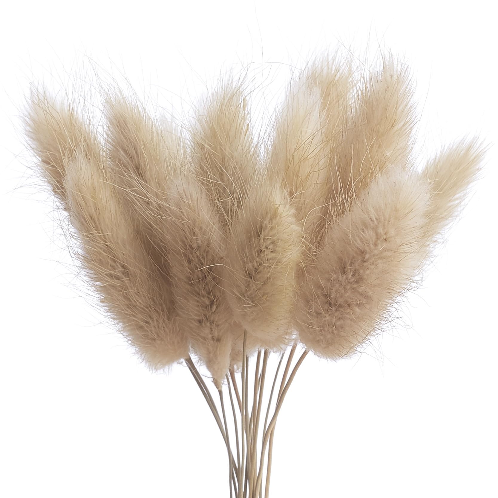 The Baked Studio - Original Dried Flower Lagarus Bunny Tails Set For Cake & Cupcake Decorating & Others Crafts (Natural)