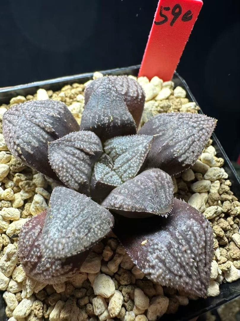 105c 多肉植物　ハオルチア　実生雲窓コレクタ　自家繁殖　鉢植え発送 105c 多肉植物 ハオルチア 実生雲窓コレクタ 自家繁殖 鉢植え発送 観葉