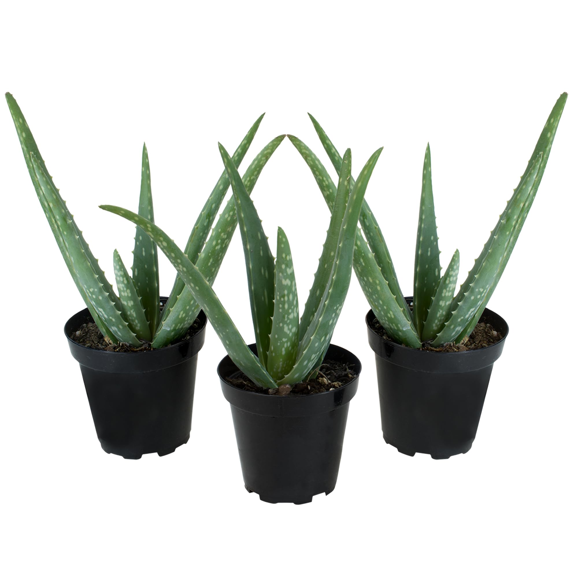 Aloe Vera Plant Live Succulent Plants (3 Pack), Live Aloe Vera Plant Succulents, Live Aloe Plant in Aloe Plant Pot, Aloe Plants Live Indoor Plants,