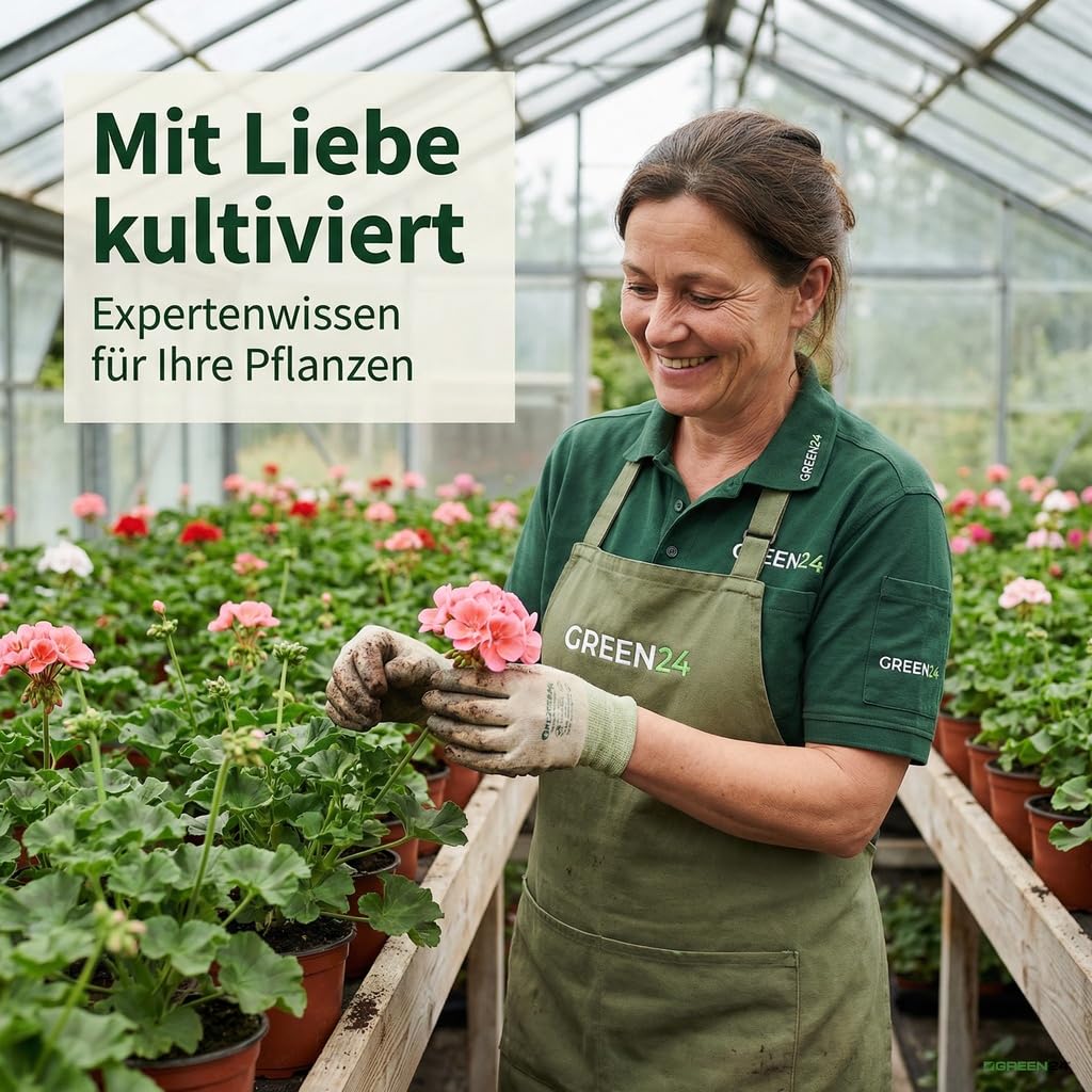 buchen düngen Hedge Care