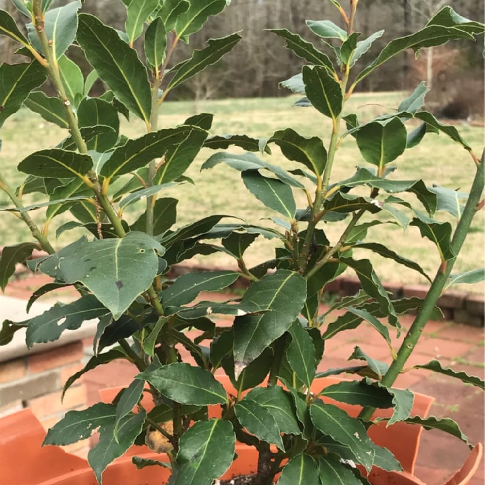 2 Bay Leaf Plants Live 1 Feet Tall No Pot, Bay Leaf Tree Live Plant Bareroot Laurus Nobilis Laurel Sweet Bay Leave Bush Garden