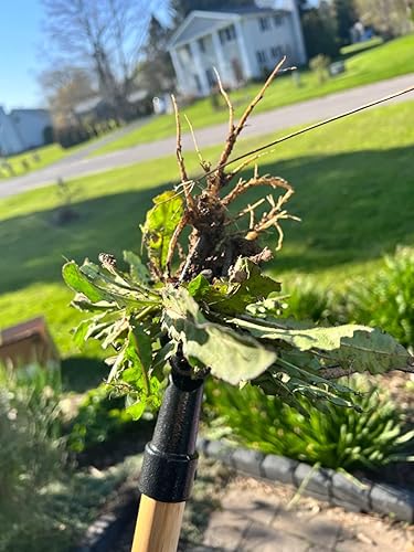 Miniatura 6 de Edward Tools PullPro - Herramienta extractora de malezas de mango largo, mango clásico de madera dura resistente de 48 pulgadas con cabeza de acero