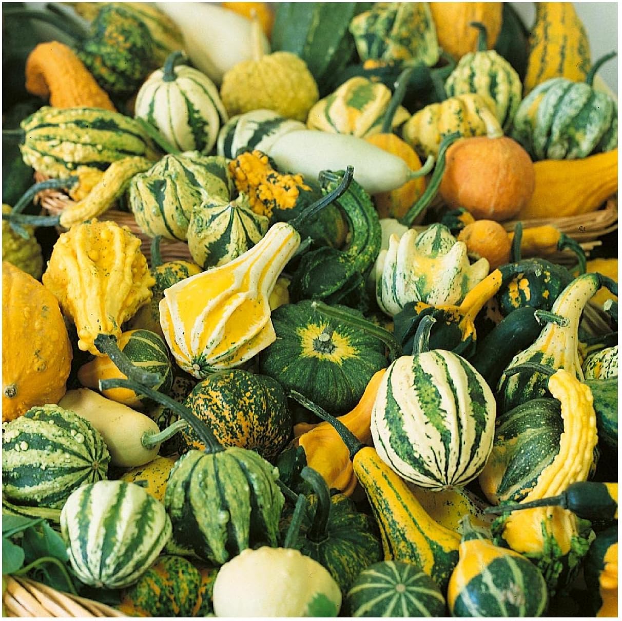 Everwilde Farms - 1/4 Lb Small Mixed Gourd Seeds - Gold Vault