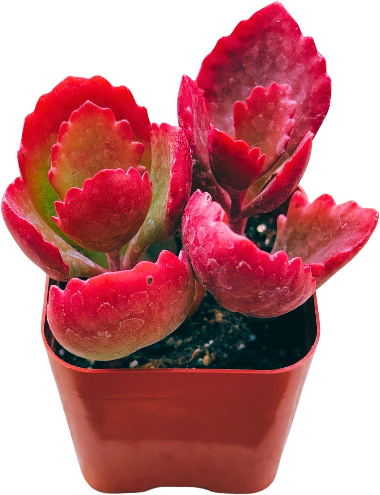 Succulents Plants Live 2inch Live Mini Succulent Plants, Easy Care House Plants Rooted in Succulent Soil Mix, by The Succulent Cult (Kalanchoe Longiflora Coccinea, 2 Inch)