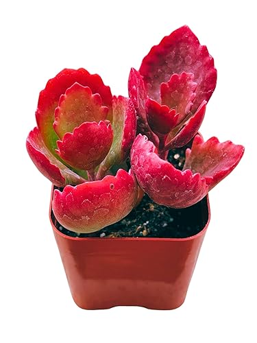 Succulents Plants Live 2inch Live Mini Succulent Plants, Easy Care