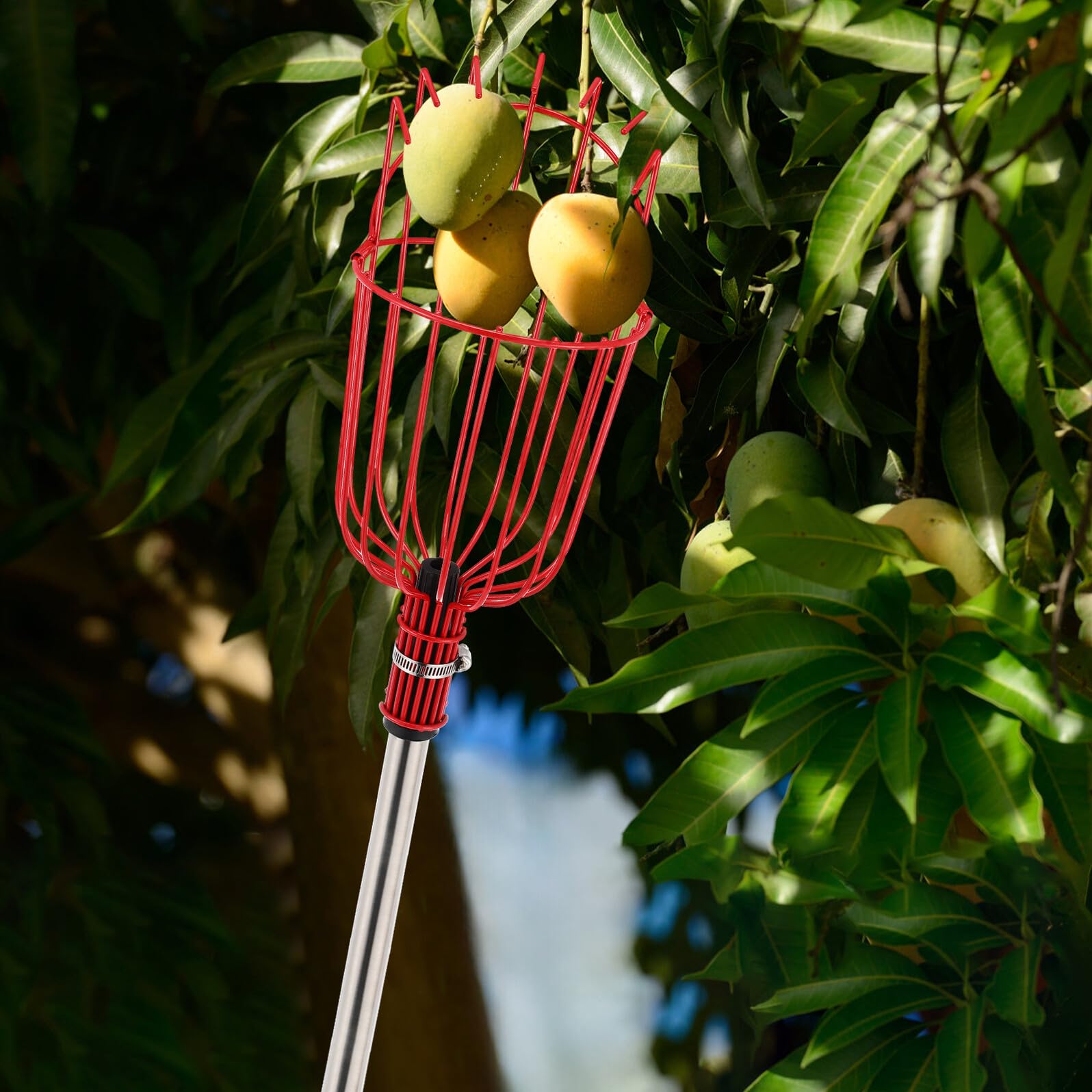 Cueille-Fruits Télescopique en Acier Inoxydable 1,2 Mètre, Outil de Cueillette pour Arbres Fruitiers Panier Rembourré, Léger et Robuste, Ramasse Fruits pour Orangers et Poiriers