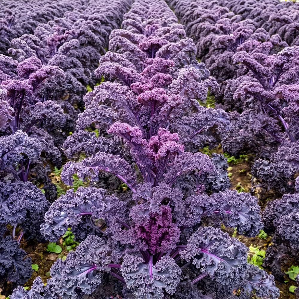 Kale Scarlet Seeds – Winter Hardy, Colourful & Nutritious – for Your Beautiful Kitchen Garden