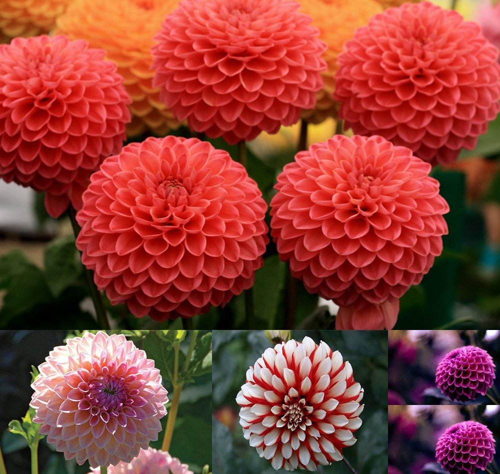Creative Farmer Flower Seeds : Giant Dahlia Flowered Coral Flower Plants Seeds Branded Garden [Home Garden Seeds Eco Pack] Plant Seeds (B078RFWBPW) Amazon Price History, Amazon Price Tracker