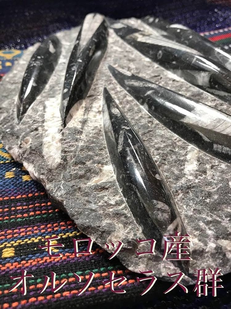 モロッコ産【オルソセラス群/直角貝群】古生代デボン紀/化石[002 Amazon.co.jp: モロッコ産オルソセラス群直角貝群古生代デボン紀化石