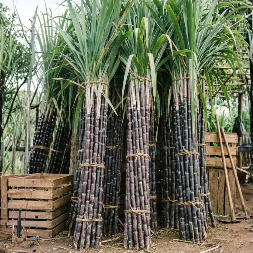 40 Cuttings Sugar Cane Plants Live, Ready for Spring Planting, Can Sugar Plant Fast Growing, 2 to 3 Nodes, Ideal for Growing Sweet, Fresh Sugar Cane (Purple)