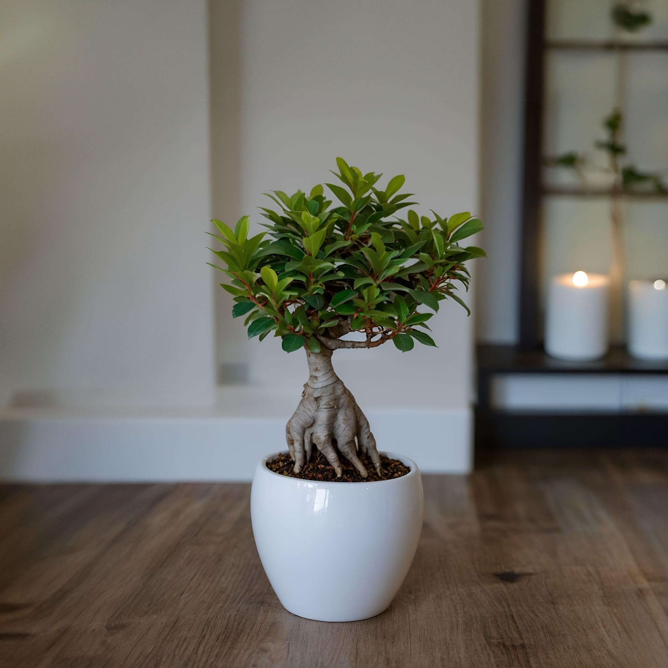 Plant in a Box - Bonsai Ficus Ginseng - Set de 4 - Plantas de interior - Maceta 12cm - Altura 30-40cm