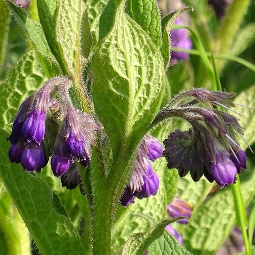 Miniatura 3 de Semillas de flores moradas de consuelda, 80 semillas, plantas de hierbas perennes sin OMG, jardín y paisaje