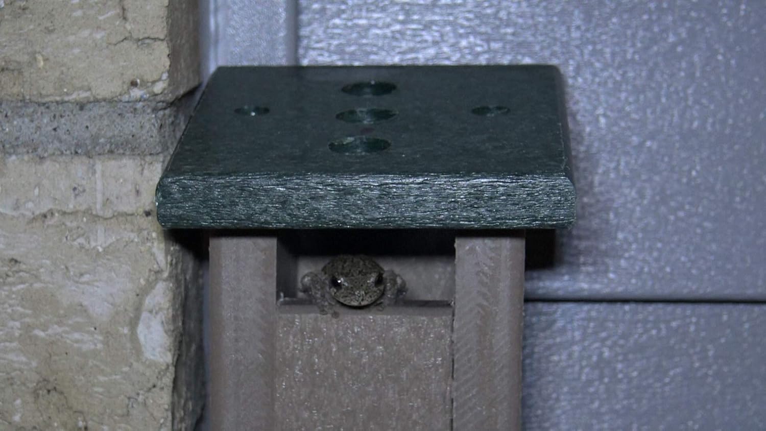 JCS Wildlife Deluxe Poly Lumber Tree Frog House - Attract Many Species of Tree Frogs - Made in The USA (Tan Body/Green Roof)
