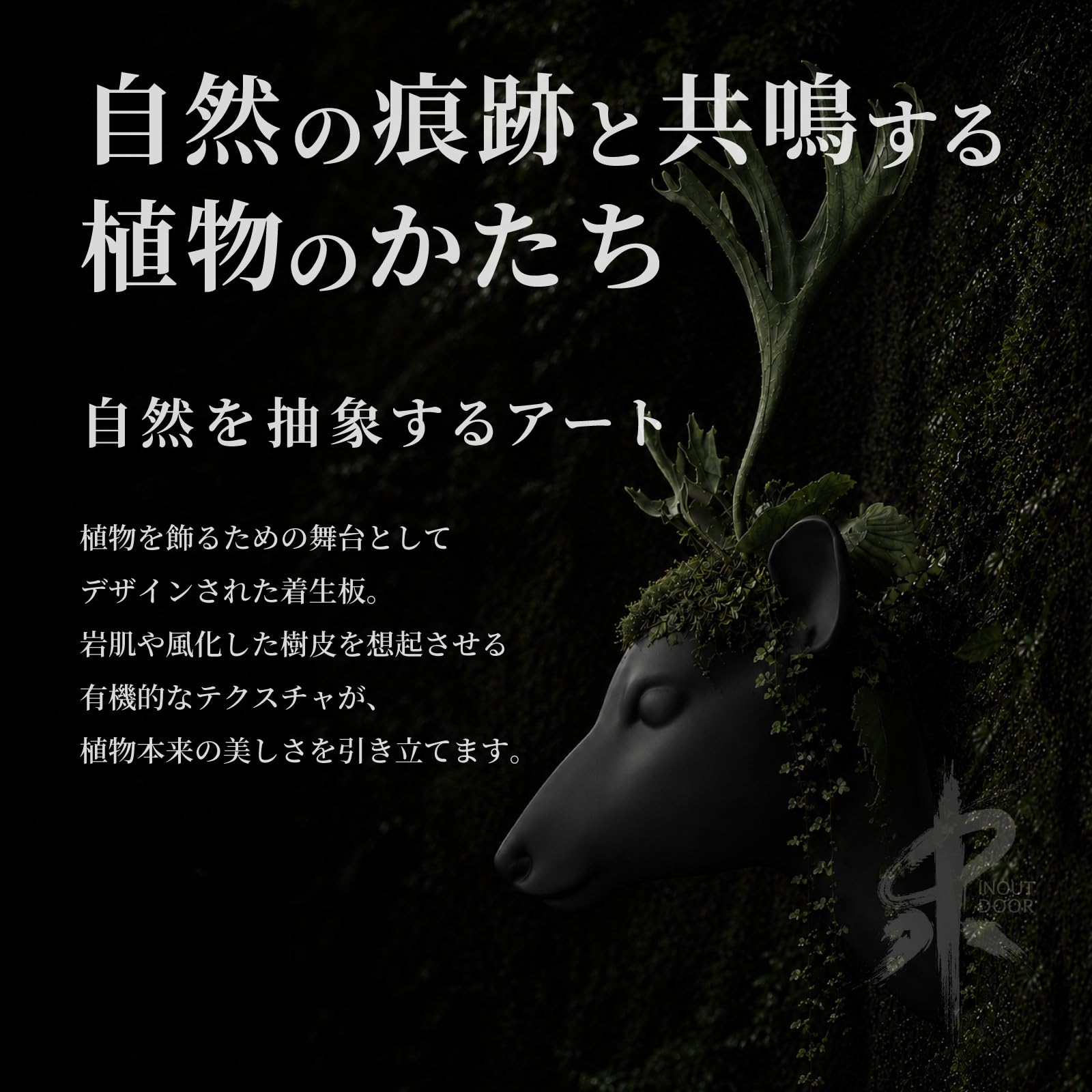 Amazon.co.jp: 【 ピック付き 】着生板 ビカクシダ 板付 コウモリラン