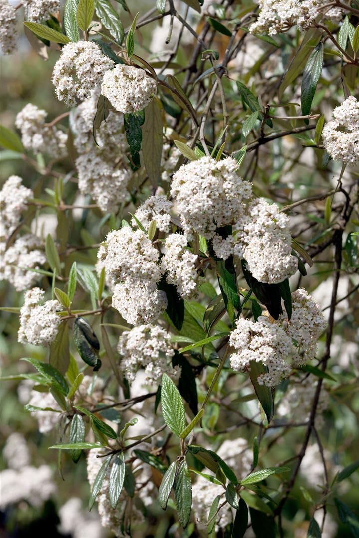 Wolliger Schneeball Viburnum lantana 150-200 cm Heckenpflanze winterhart | Sichtschutzhecke, sonnig bis halbschattig, schnittverträglich, insektenfreundlich, robust, dekorative Blüten und Beeren