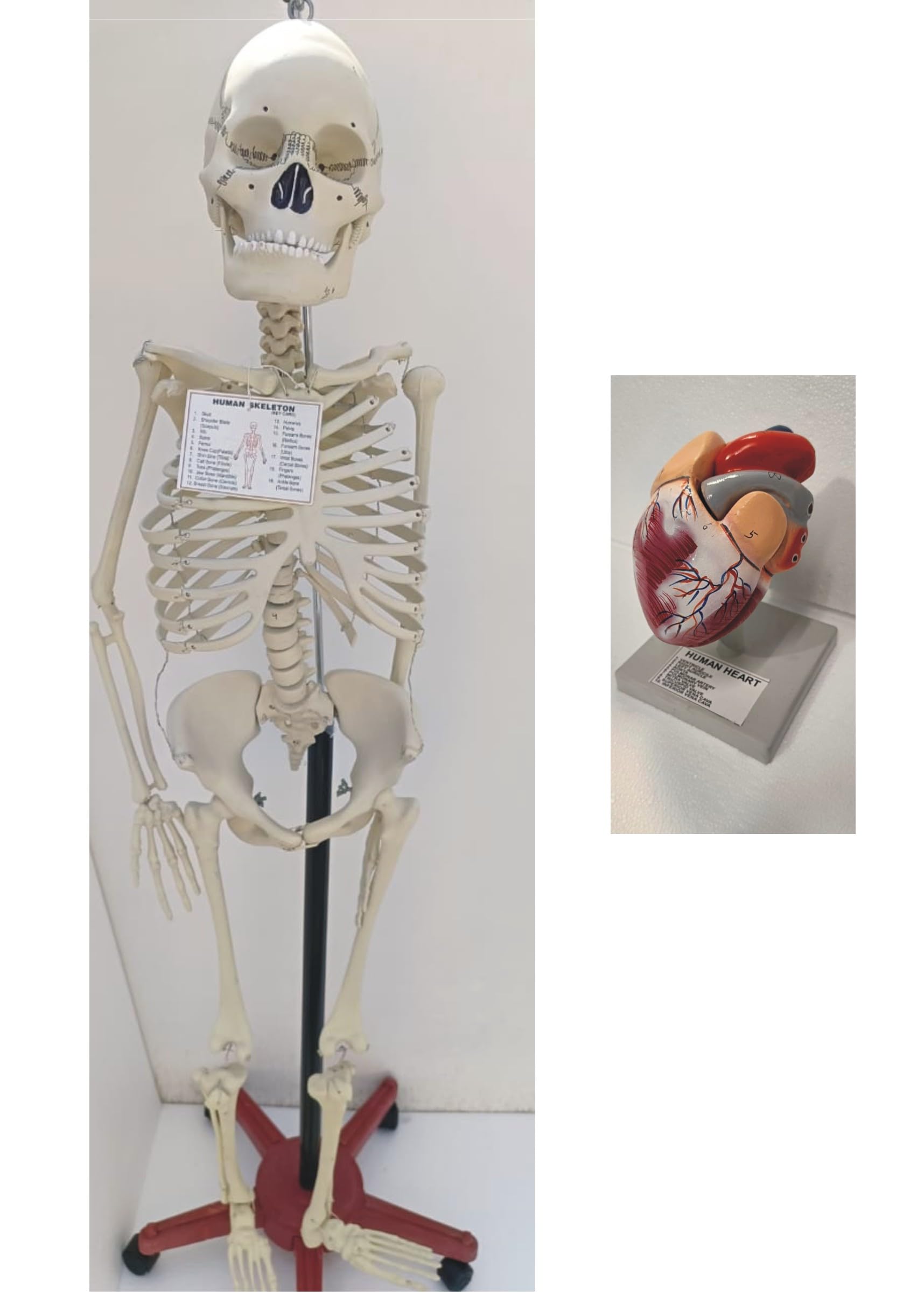 E-Medi Skeleton Human Model with Stand Lab & Medical Use (5 Feet) (Get 1 Heart Model Extra) (B0CHZ1TJPF) Amazon Price History, Amazon Price Tracker