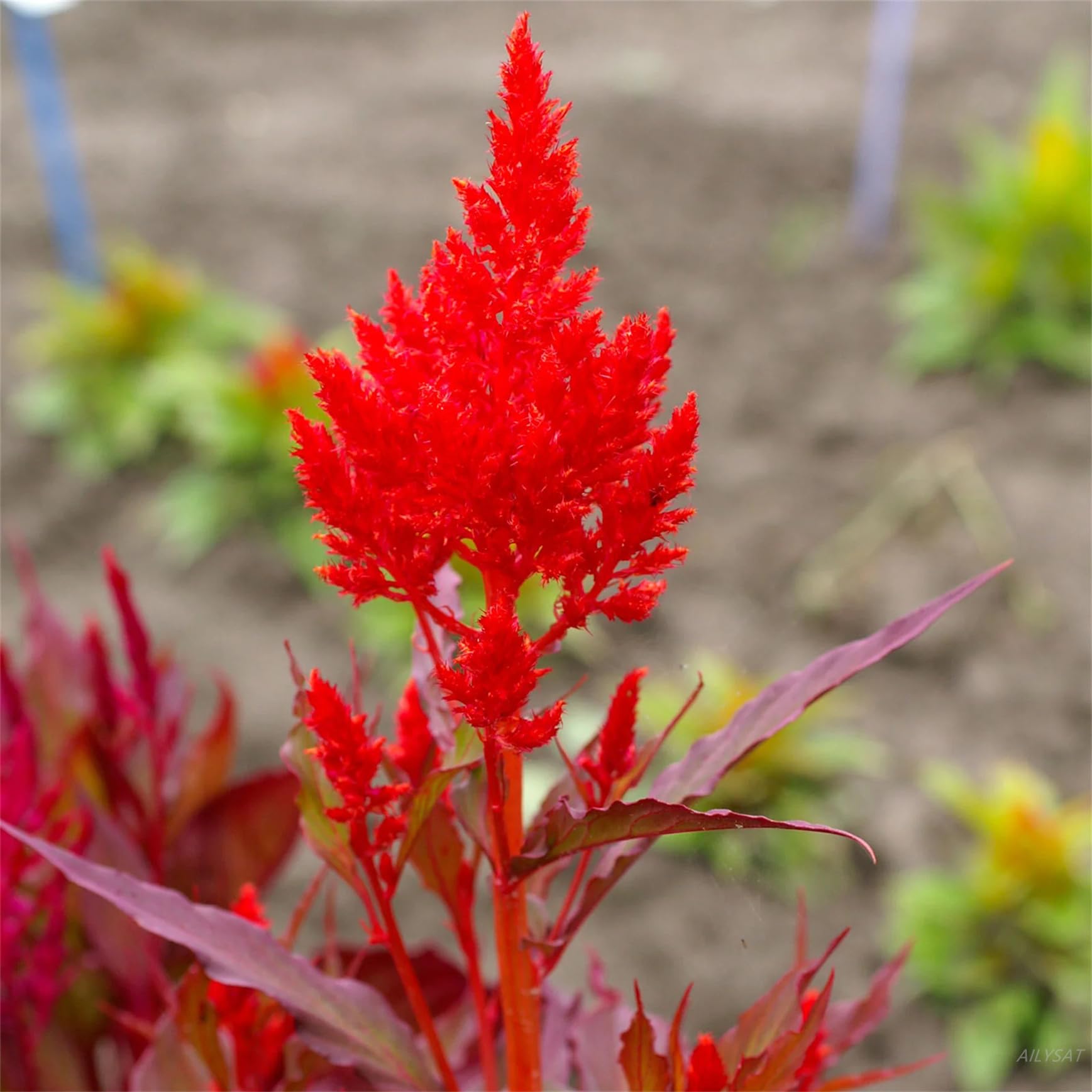 Happy Farm Garden Flower Seeds 300+ Celosia plumosa - Celosia Seeds - Forest Fire