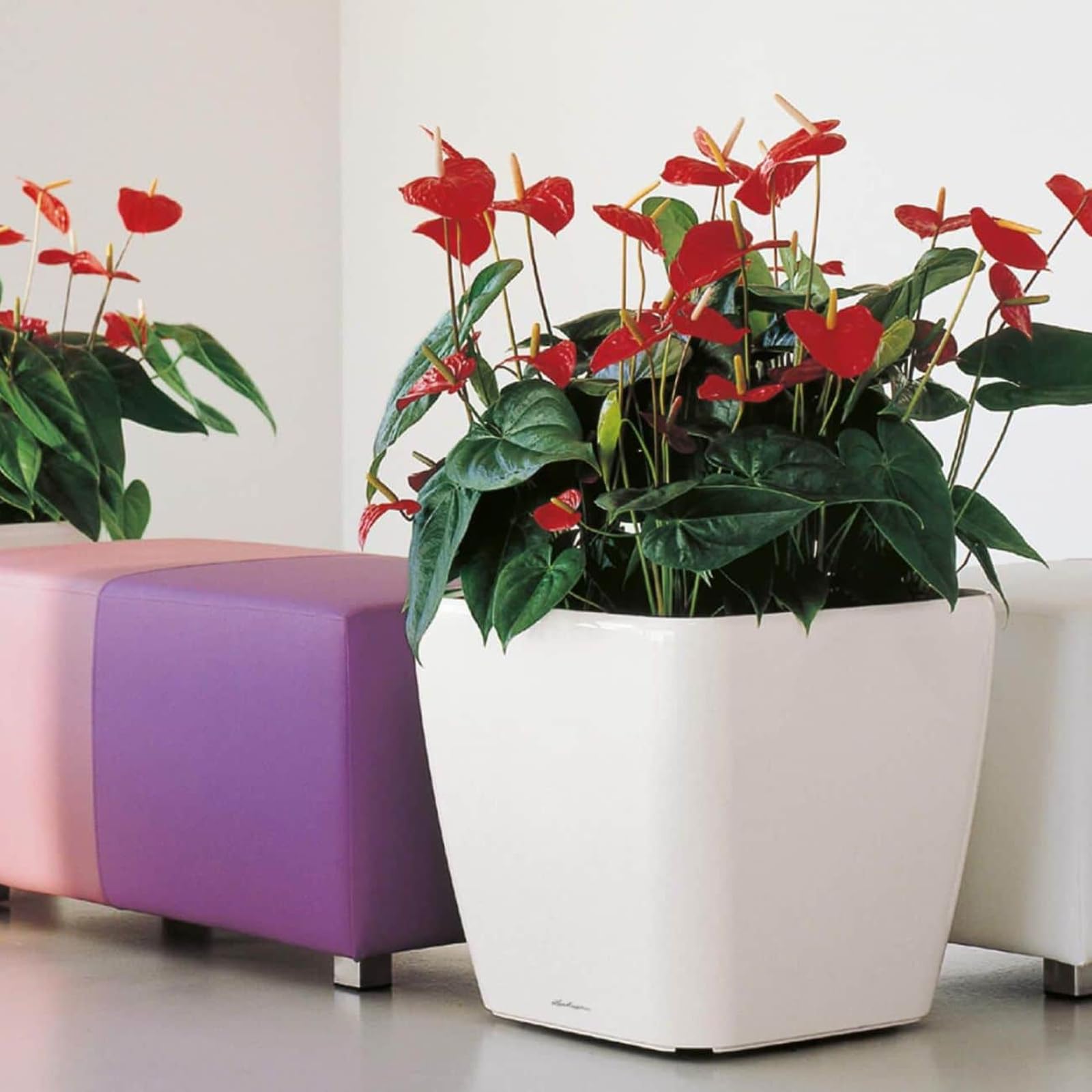 LECHUZA QUADRO LS 50 - Vaso da fiori autoinnaffiante, grande da giardino, per interni ed esterni, con foro di drenaggio e substrato per piante, Bianco lucido