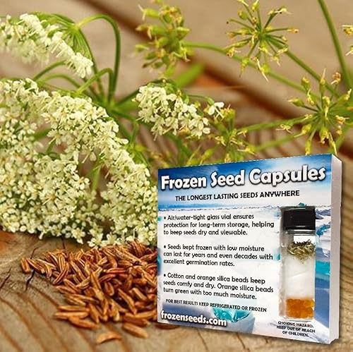 Caraway Seeds (Carum carvi) Más de 40 semillas de hierbas culinarias tradicionales sin OMG en cápsulas de semillas congeladas para el jardinero y