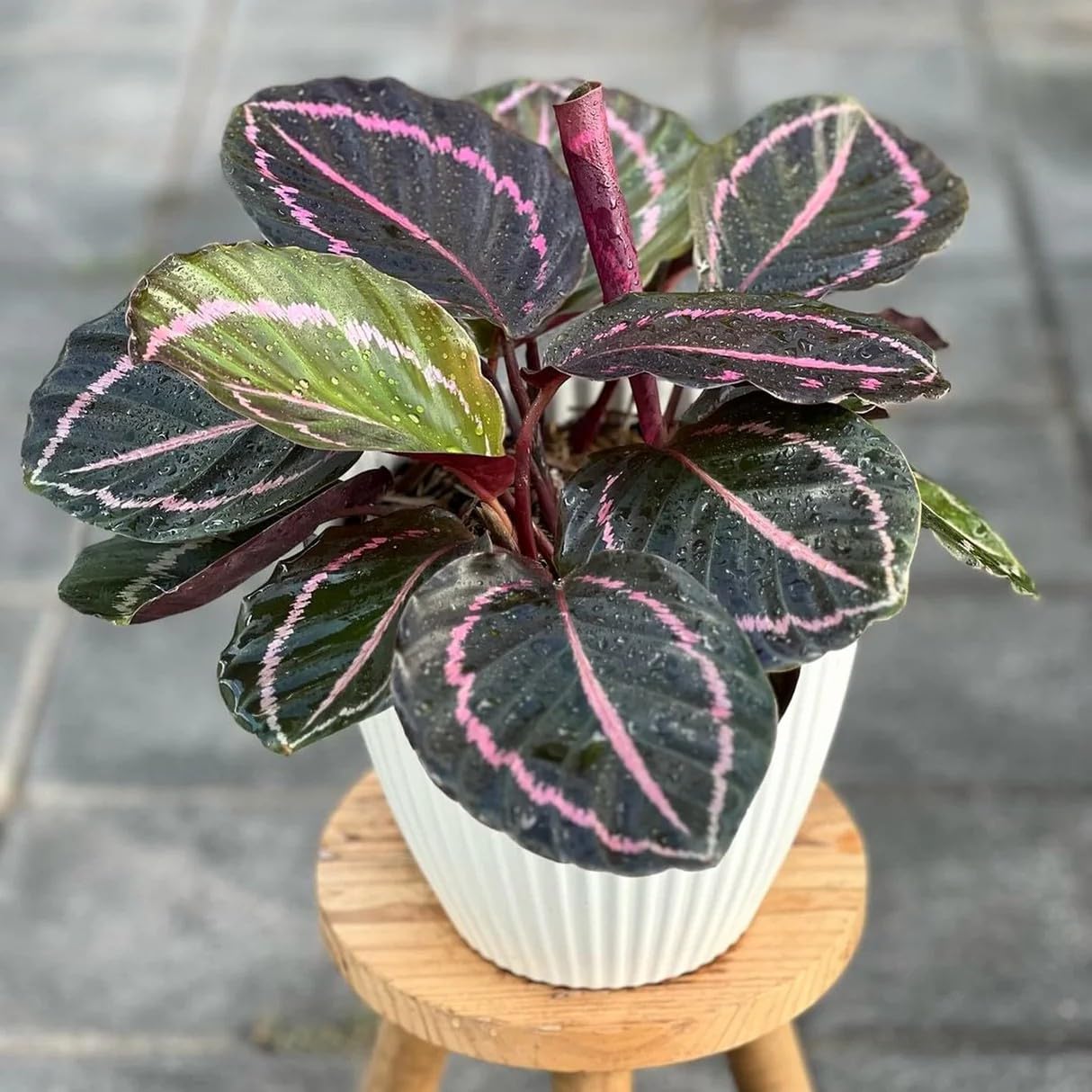 Calathea Dottie Live Plant | Rose Painted Calathea | Dark Purple Leaves with Bright Pink Veins | Healthy Live Plant | Pack of 1-image-40