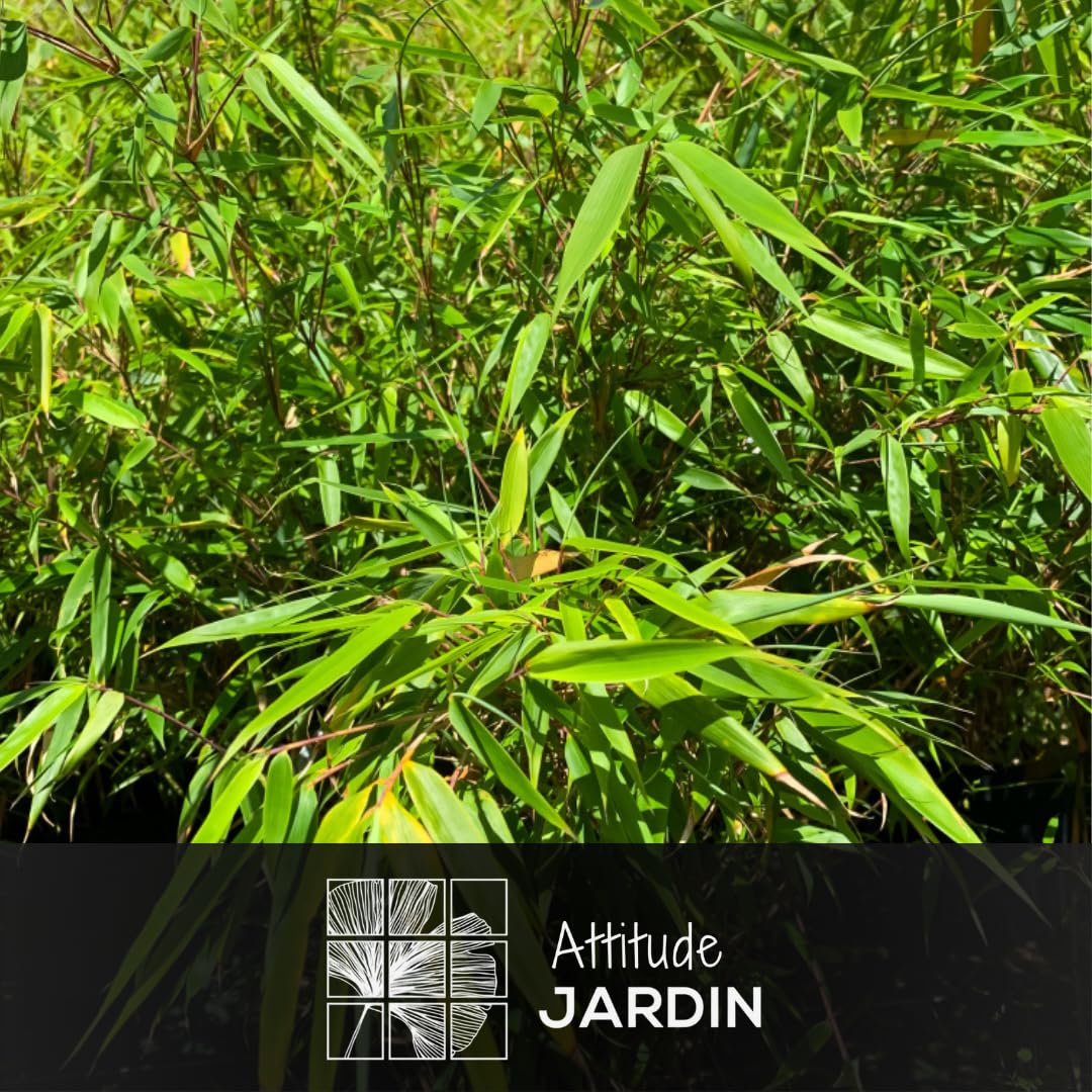 Attitude Jardin - Fargesia Rufa - bambou - 110-120 cm - ⌀ 24 cm - plante d'extérieur