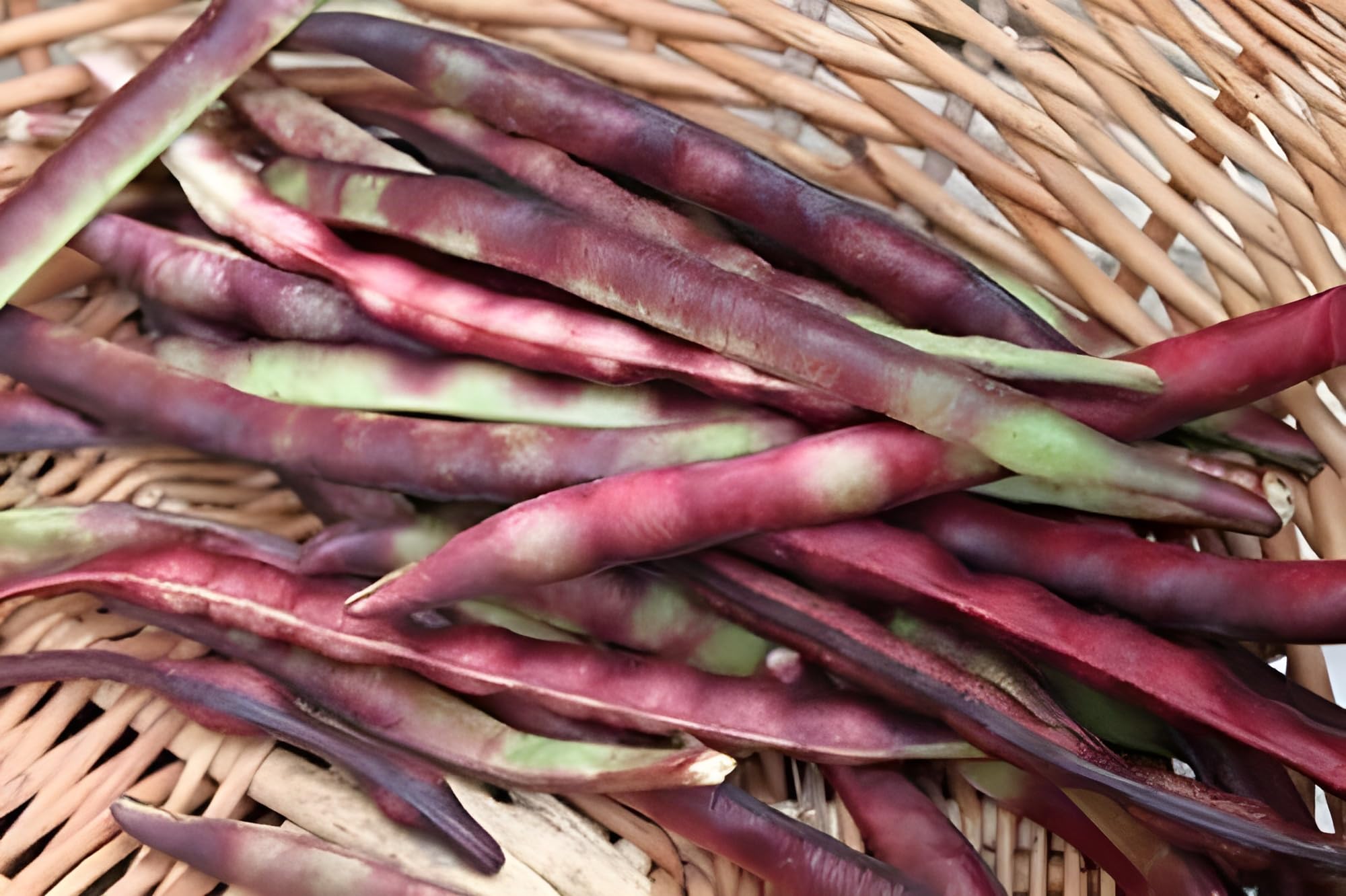 NaturalRoots Mississippi Purple Purple Hull Pea Seeds