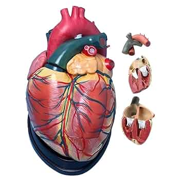 模型　心臓 心臓解剖モデル (プラモデル) - ホビーサーチ ミリタリープラモ