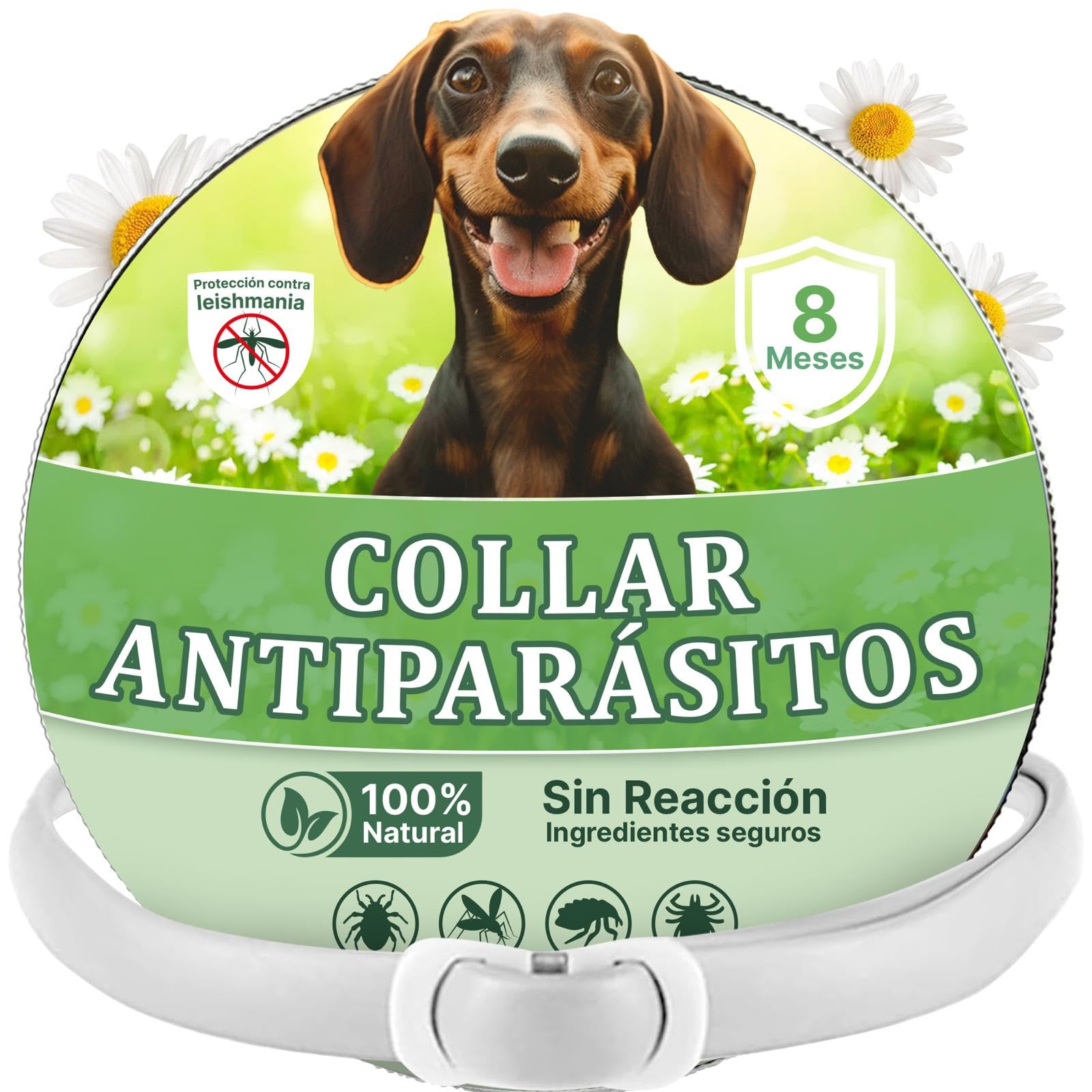 Collar Antipulgas Perros - Collar Antiparasitario Perros pequeños y Grande - Leishmaniosis (Mosquitos), Pulgas y Garrapatas - 8 Meses - 63cm Ajustable, Repelente 100% Natural, Impermeable