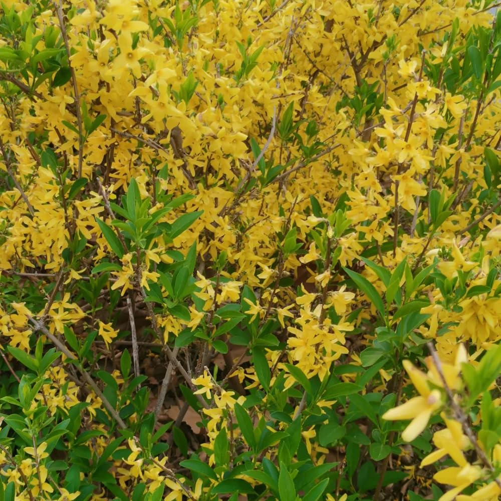 Semi Di Forsizia - 150 Pezzi - Piante Da Balcone Resistente - Decorazione Soggiorno - Foto 3