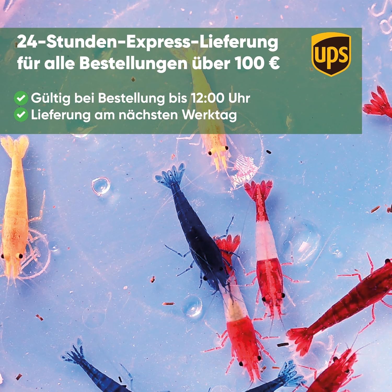 AquabreedingSkill 10 stück Garnelen - Aquarium Garnelen lebend - zwerggarnelen neocaridina friedliche Bewohner für Aquarien Größe 1-1,5 cm (Green Jade)
