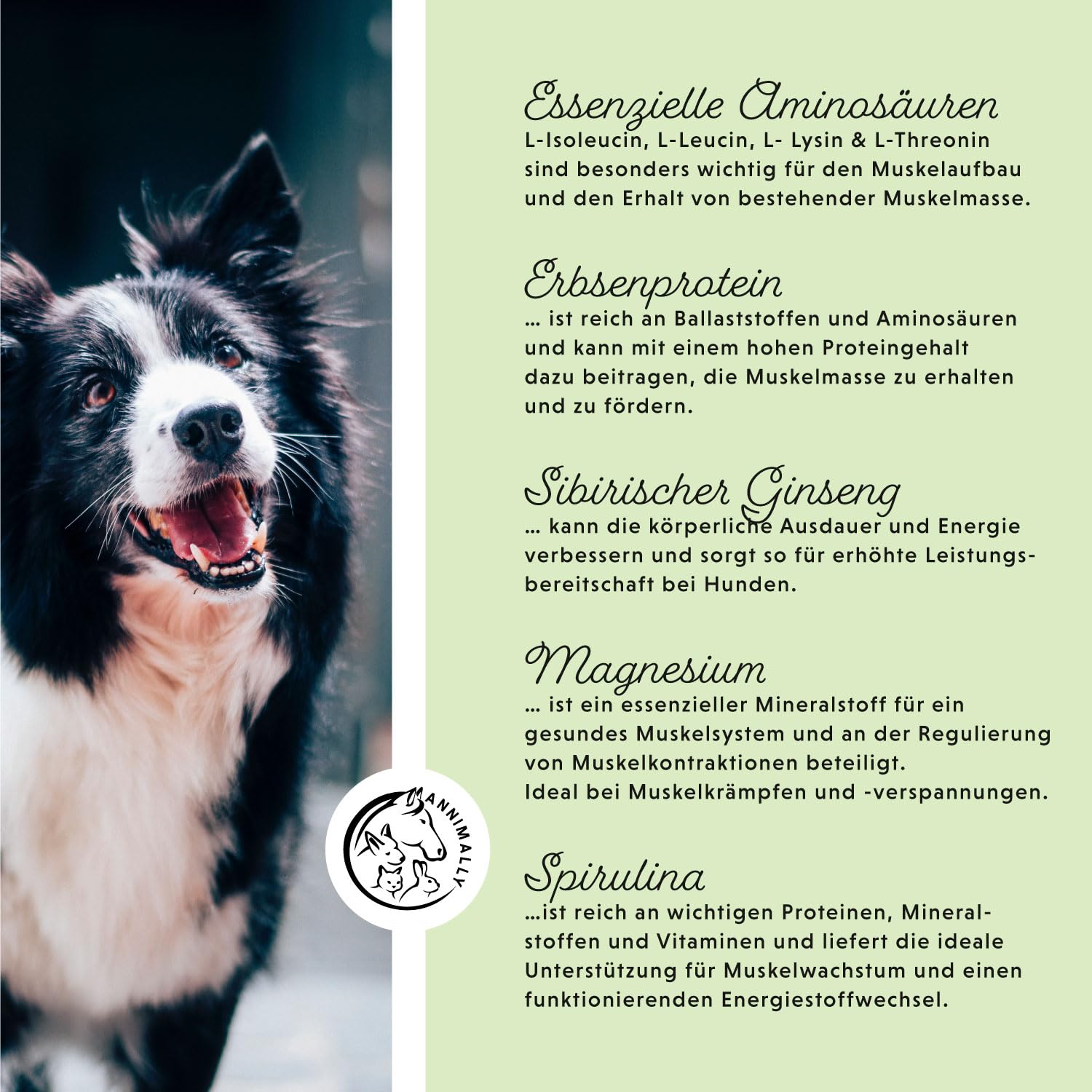 Amino Boost Tabletas para el Desarrollo Muscular en Perros – 120 tabletas de aminoácidos con 9 Ingredientes, Incluyendo proteínas y magnesio, para el Desarrollo específico de la Musculatura en Perros