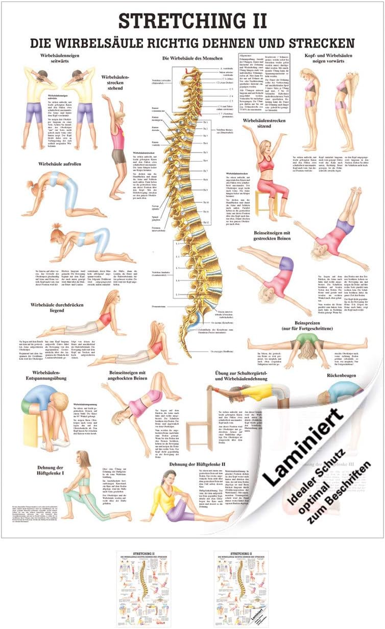 Sport-Tec Stretching II Anatomical Chart, 100 x 70 cm, Medical Teaching Aid